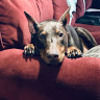 dobermanluvr